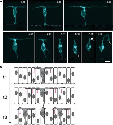 Protrusion-Mediated Signaling Regulates Patterning of the Developing Nervous System